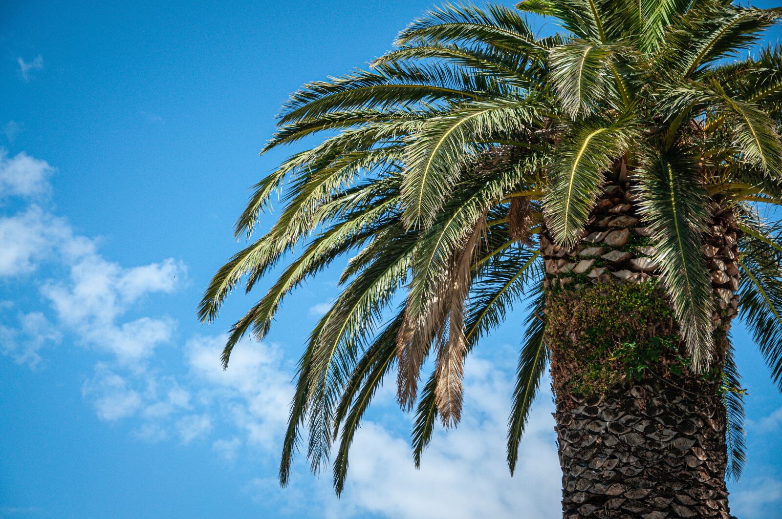 Nikon D90 sample photo. Palm, sky, sea photography