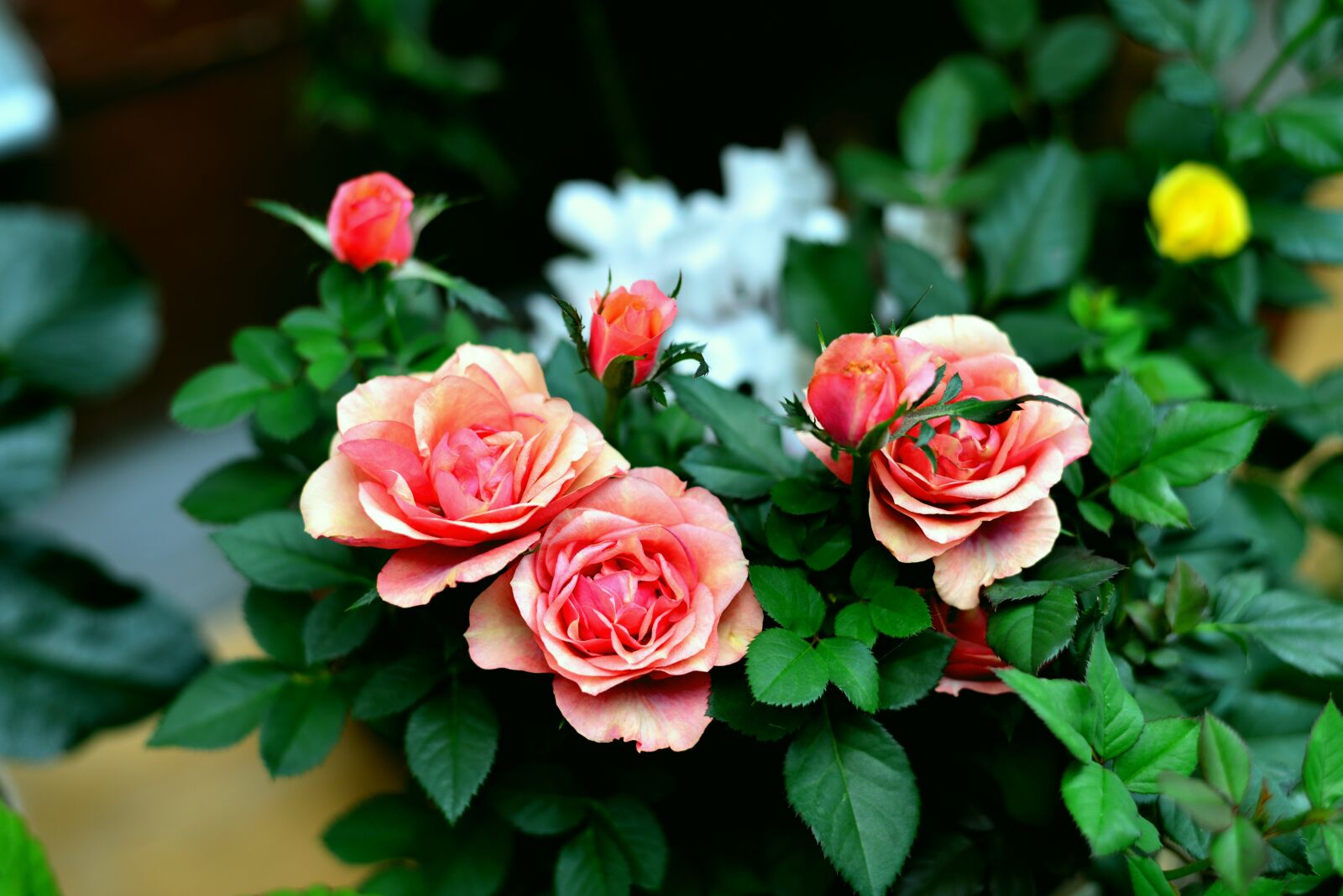Nikon D610 sample photo. Roses, flowers, pink photography