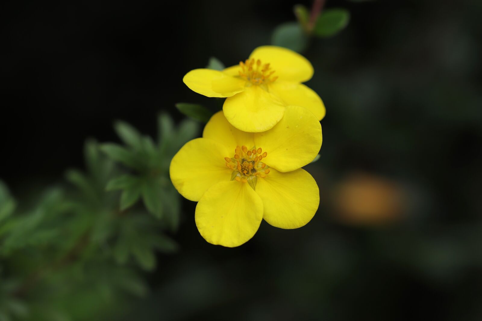 Canon EOS 800D (EOS Rebel T7i / EOS Kiss X9i) sample photo. Finger shrub, potentilla fruticosa photography