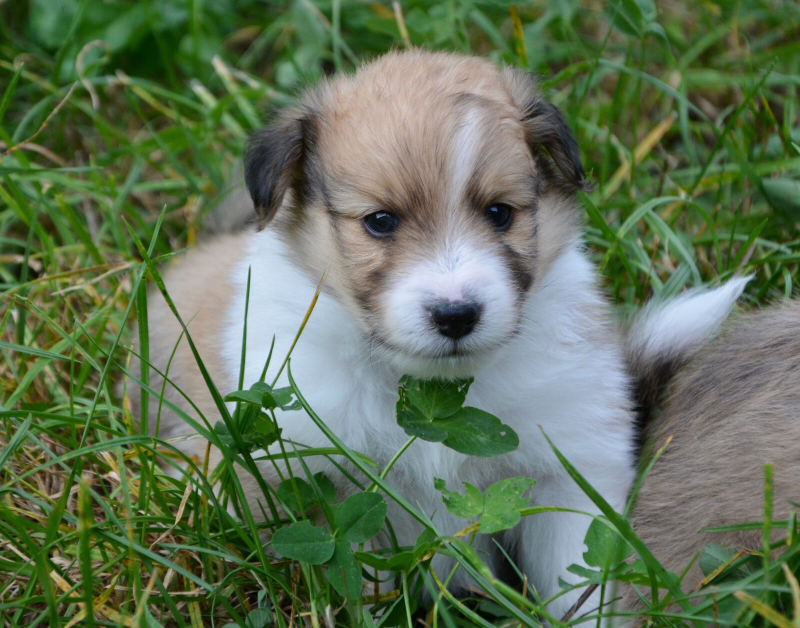 Nikon D5200 sample photo. Puppy, pup, cute photography