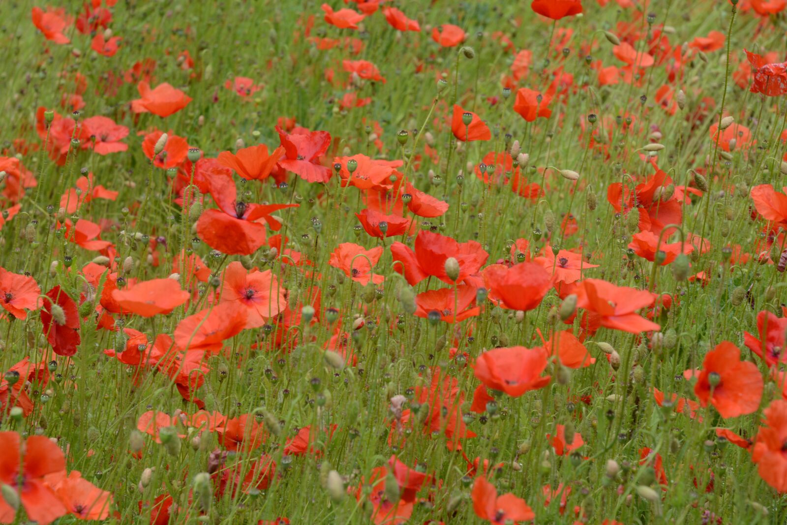 Nikon D7100 sample photo. Poppy, flowers, field photography