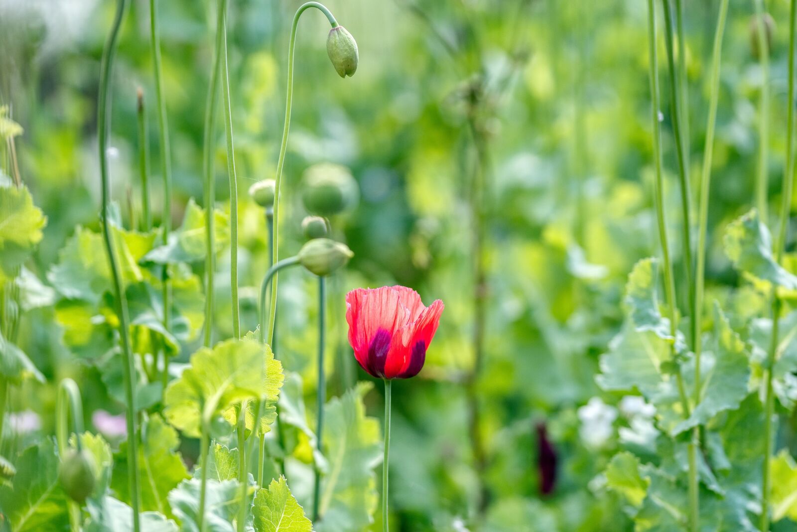 Nikon D750 sample photo. Poppy, only one, red photography