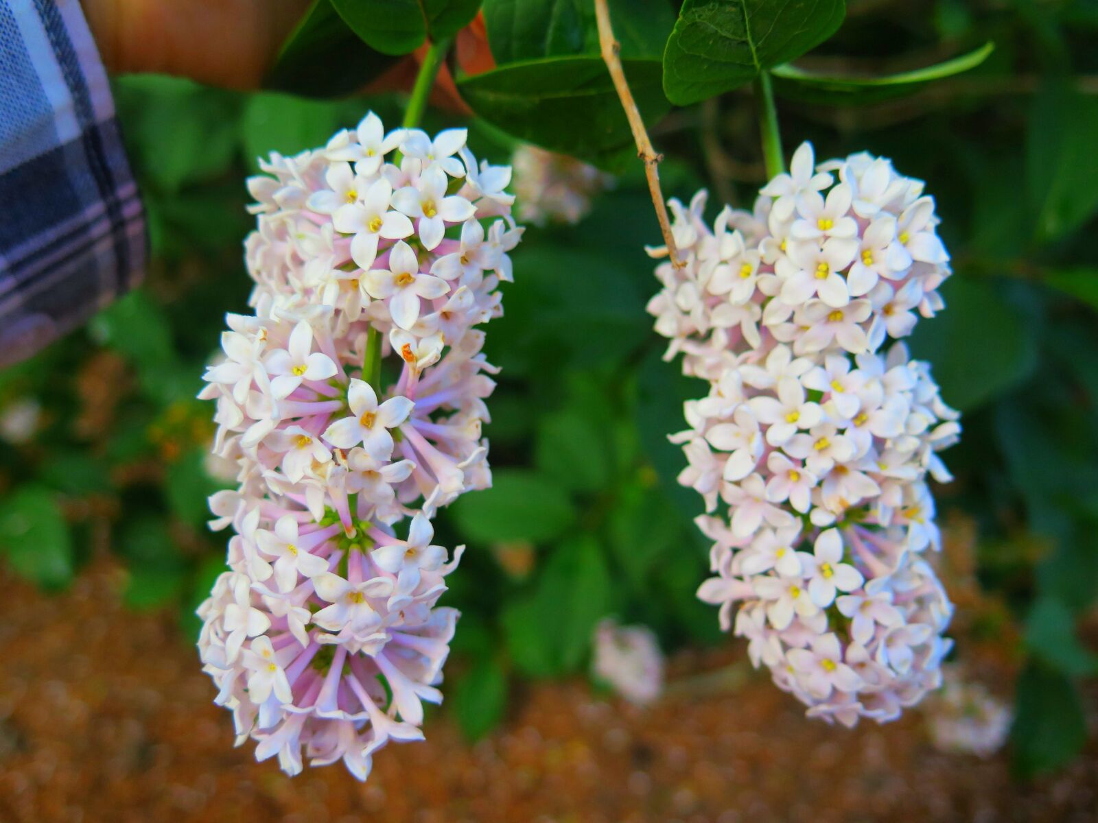 Canon PowerShot G16 sample photo. Flower, nature, flora photography
