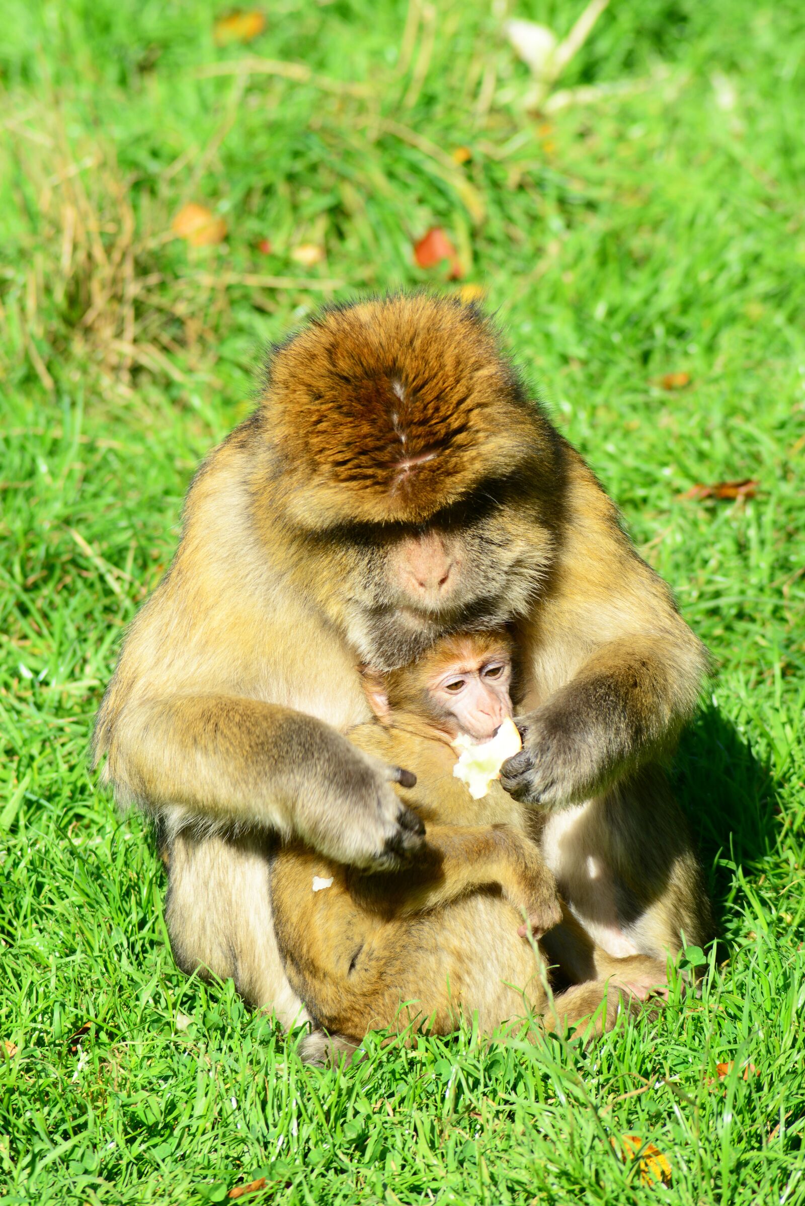 Nikon D800 sample photo. Monkeys, barbary macaques, mammal photography