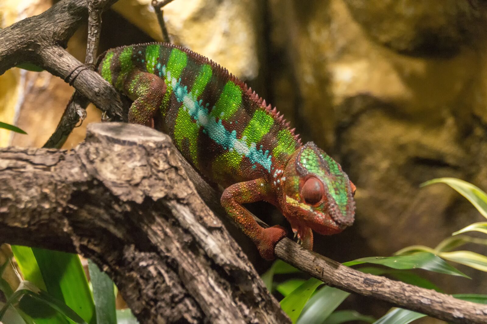 Sony SLT-A58 sample photo. Chameleon, color, tropical photography