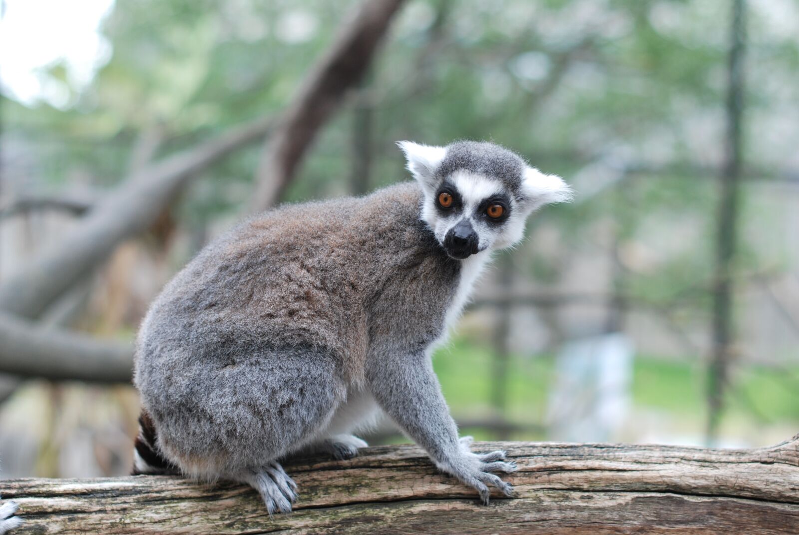 Nikon D60 sample photo. Lemur, mammal, primate photography