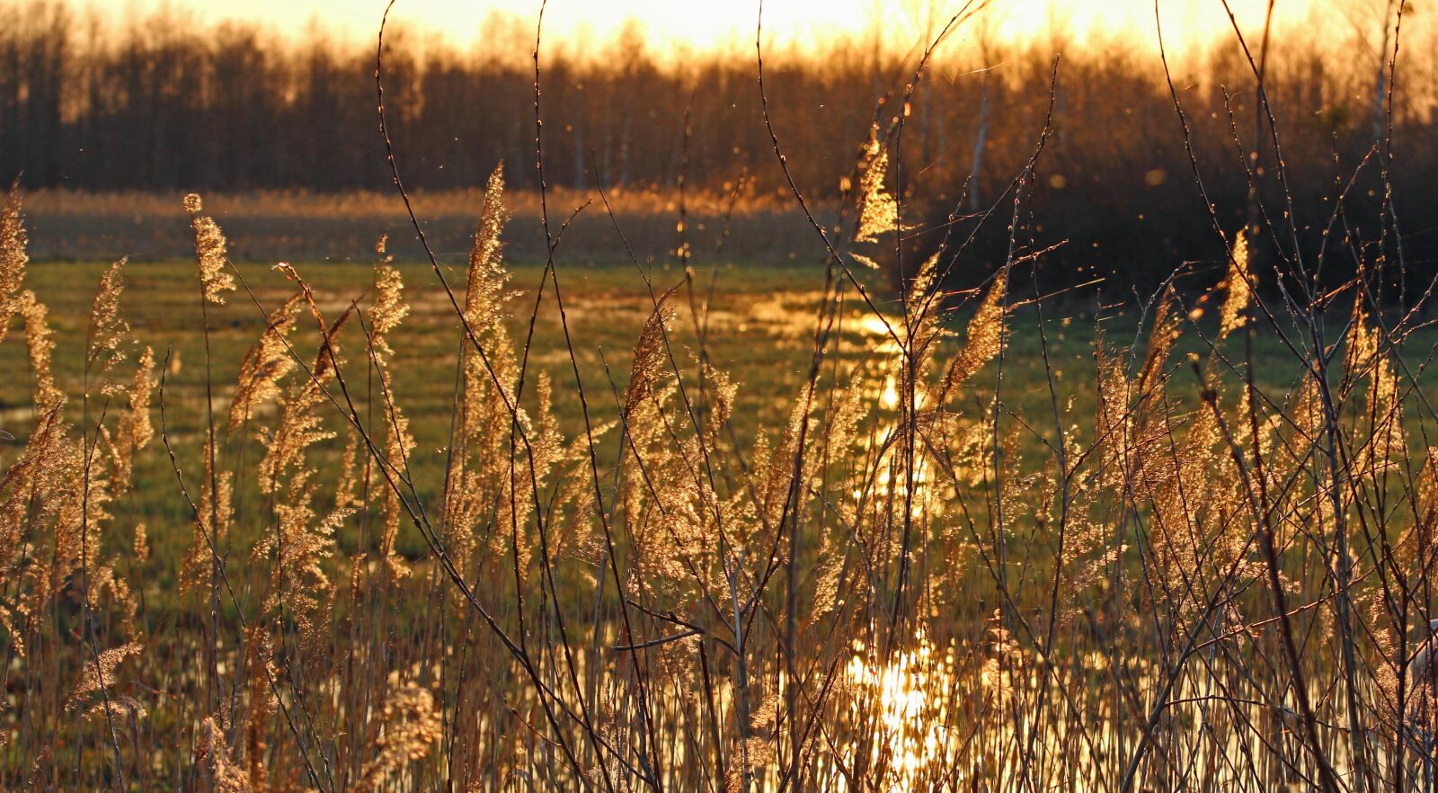 Canon EF 70-200mm F4L USM sample photo. Grass, sunset, mood photography