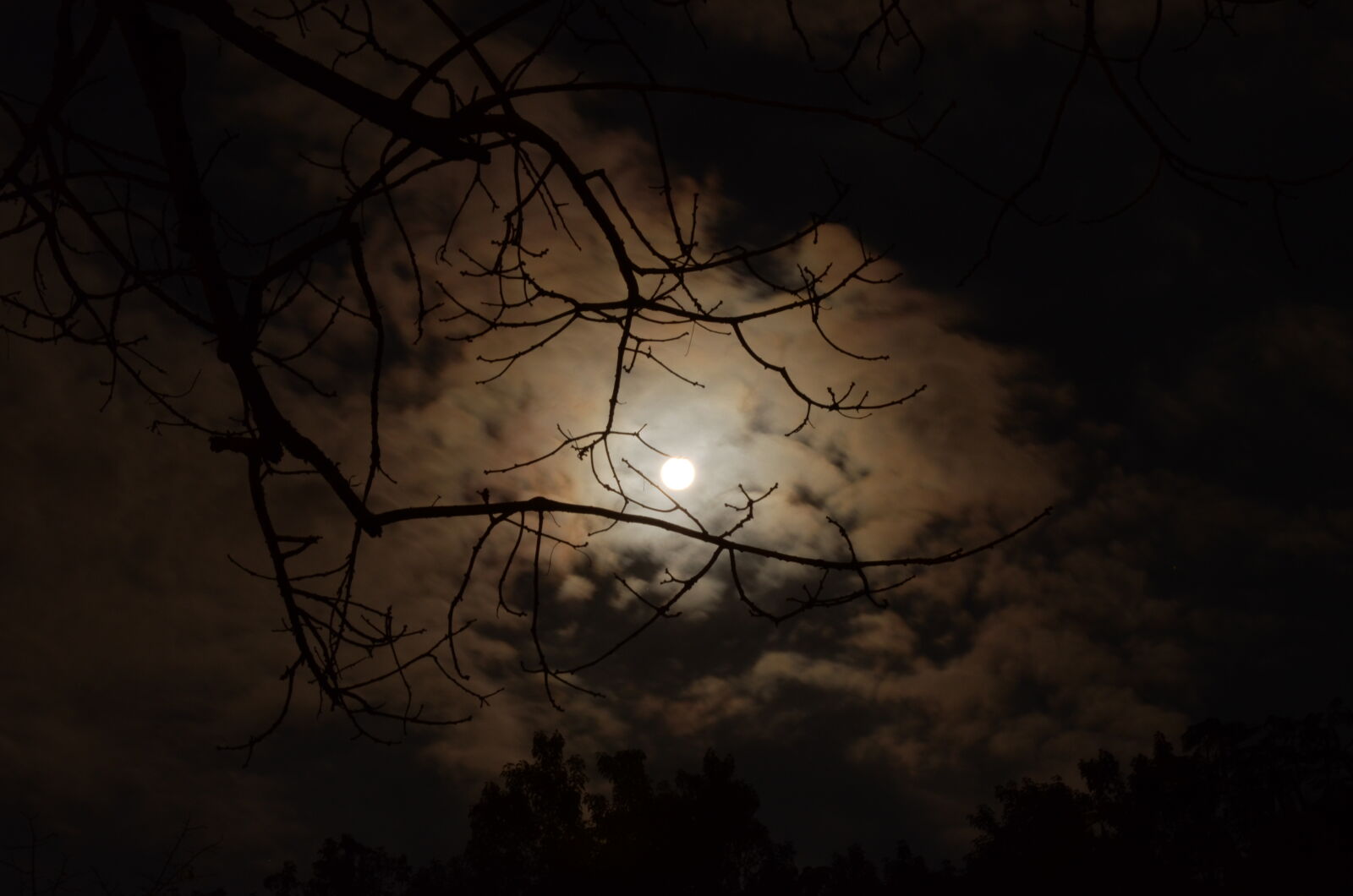 Nikon D5100 sample photo. Silhouette, of, tree, branch photography