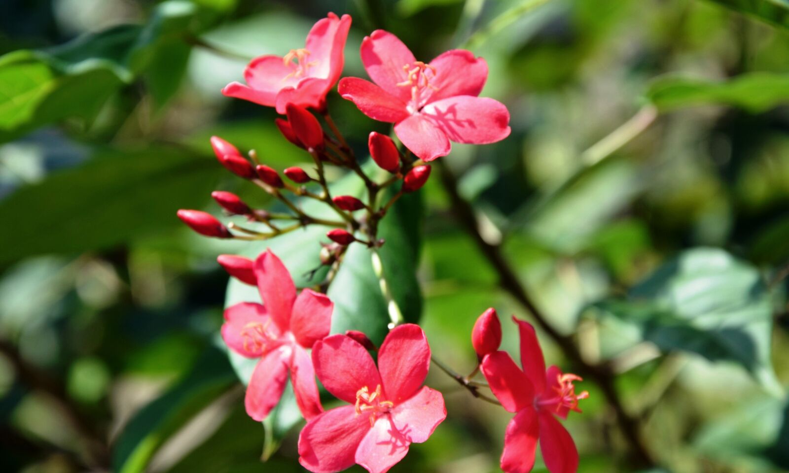 Nikon D7000 sample photo. Flowers, garden, nature, plant photography