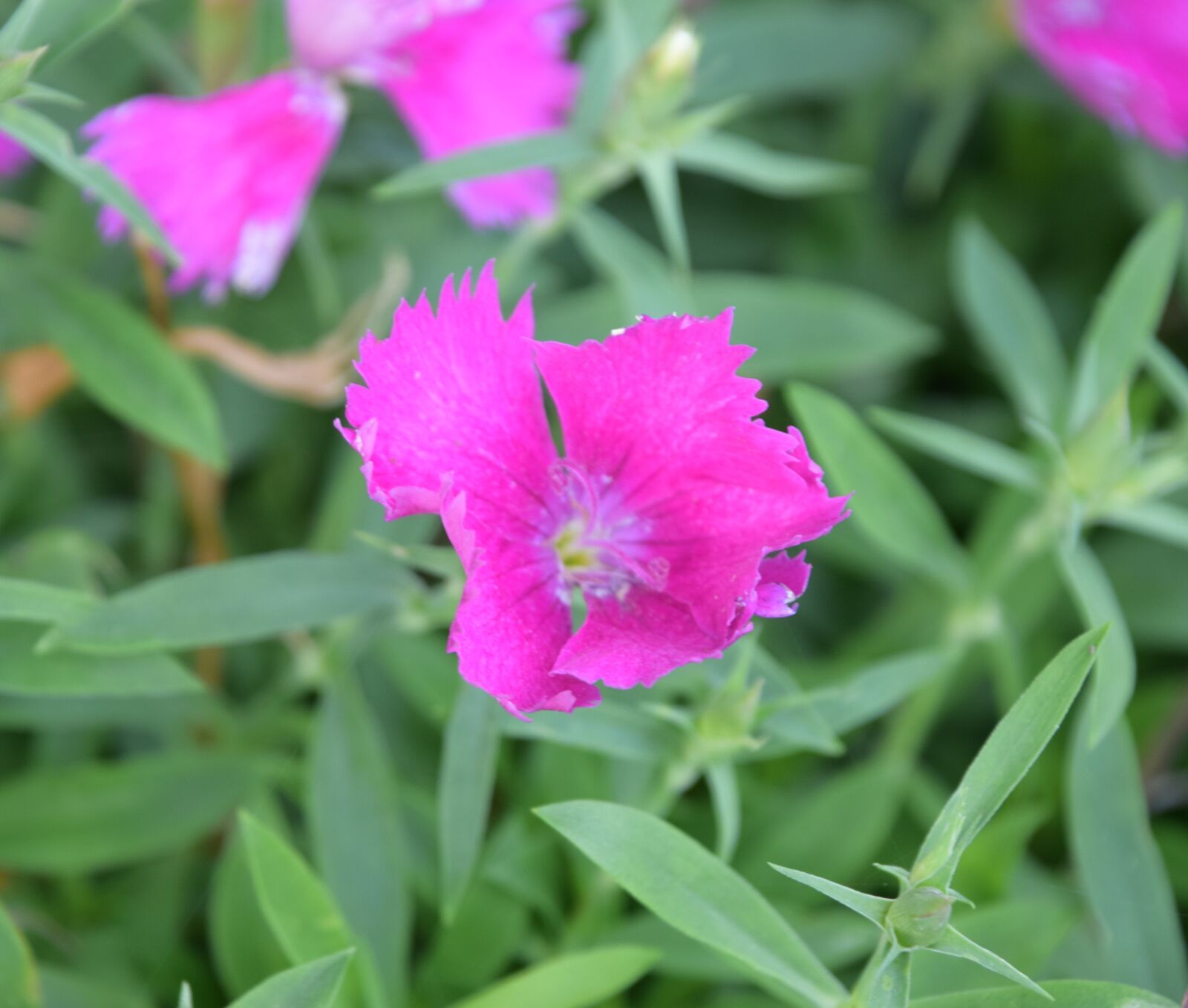 Nikon D3300 sample photo. Edible flowers, garden, plants photography