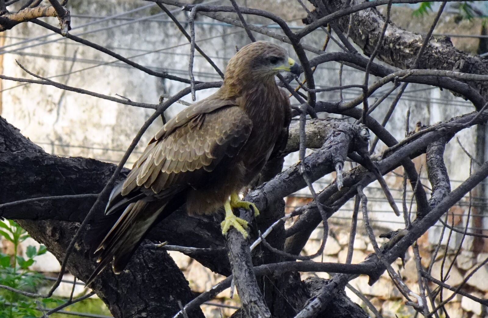 Sony DSC-WX800 sample photo. Bird, avian, kite photography