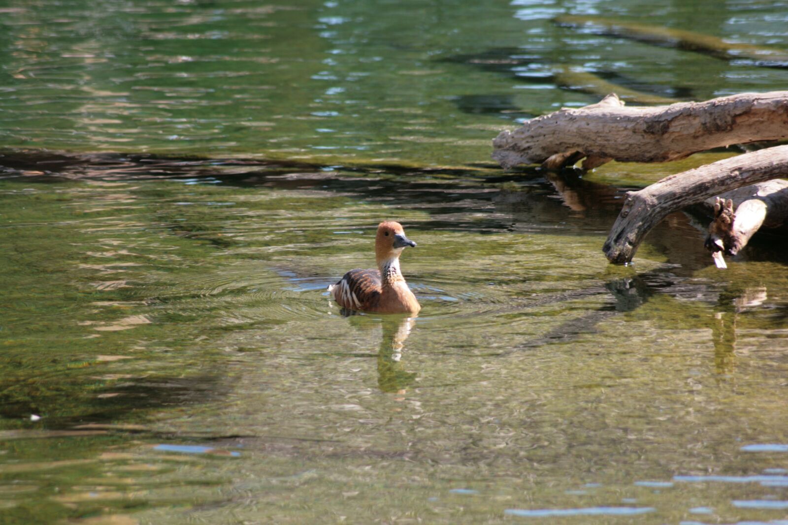 Canon EOS 400D (EOS Digital Rebel XTi / EOS Kiss Digital X) sample photo. Duck, ave, bird photography