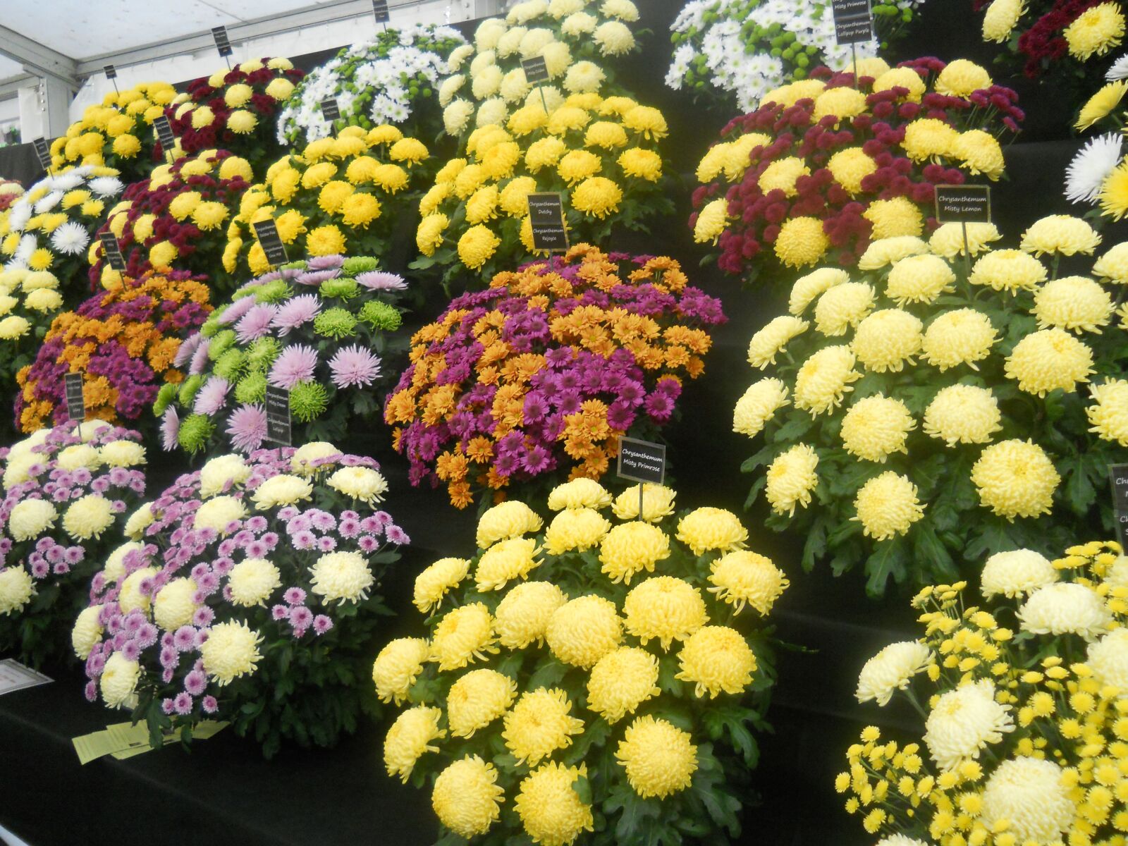 Nikon Coolpix L22 sample photo. Flowers, flower show, color photography