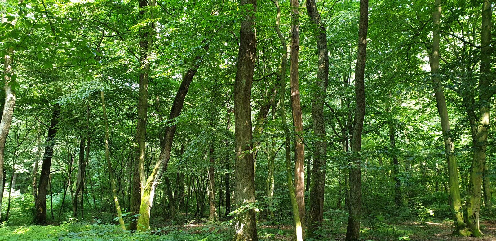 Samsung Galaxy S9+ sample photo. Nature, greens, trees photography