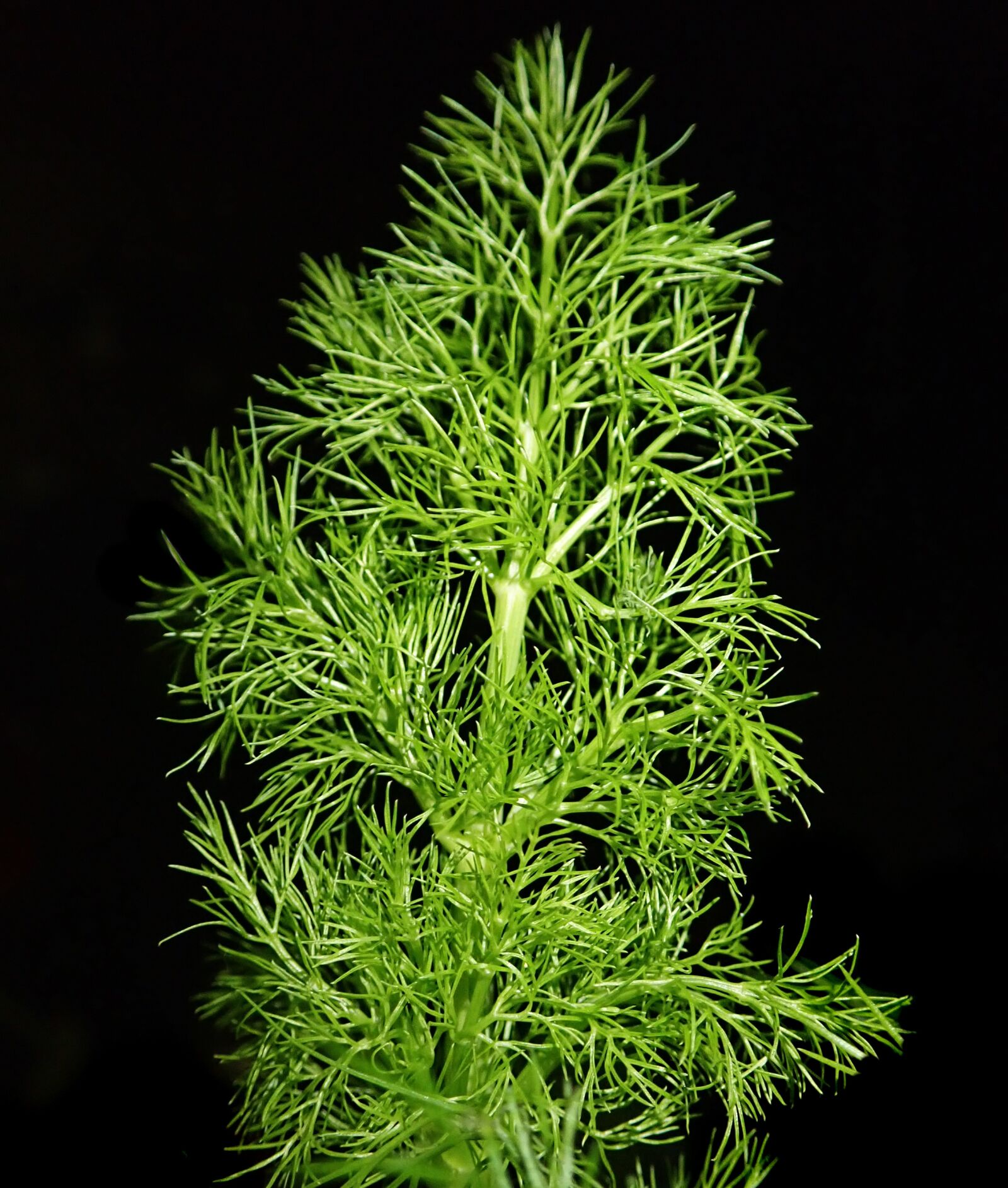 Olympus TG-5 sample photo. Fennel, herb, leaf photography