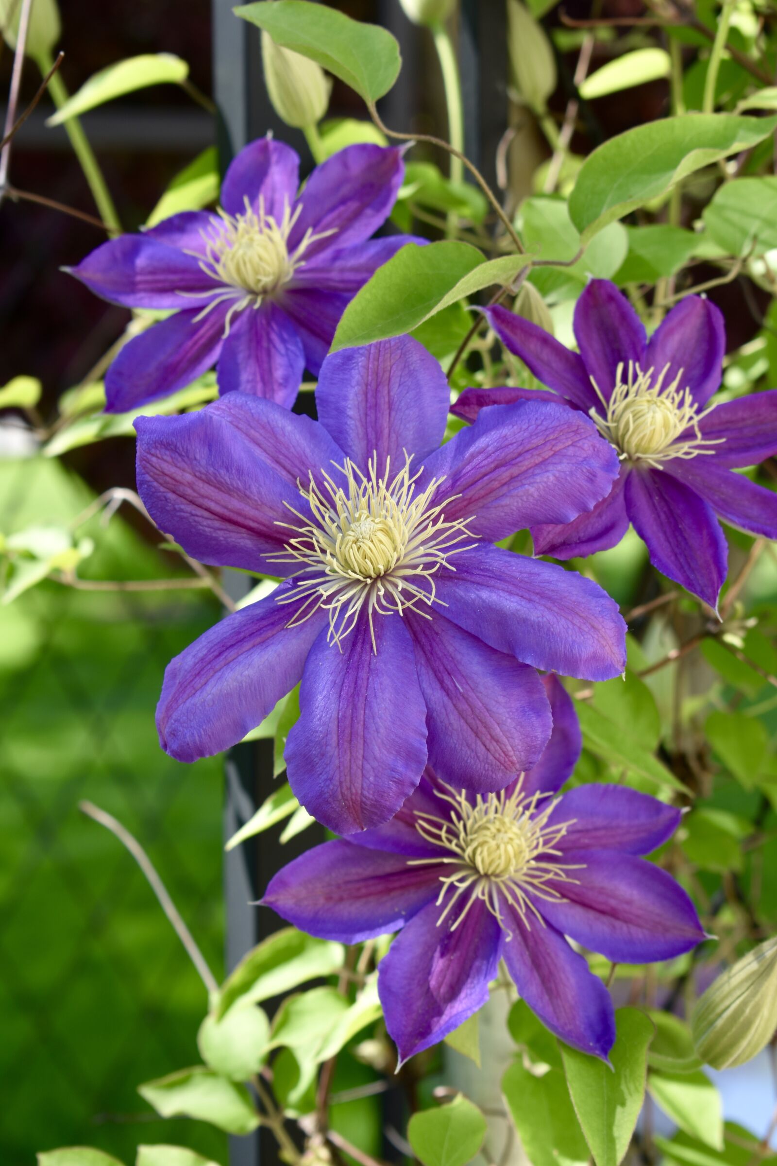 Nikon D3400 sample photo. Purple, flower, bloom photography