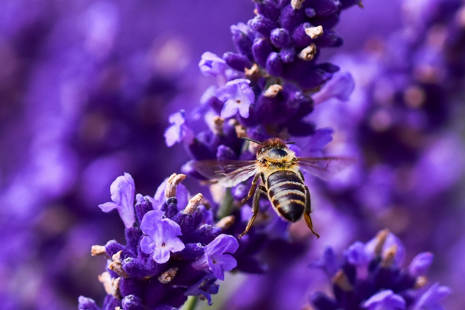 Nikon D5500 sample photo. Bee, flower, insect photography