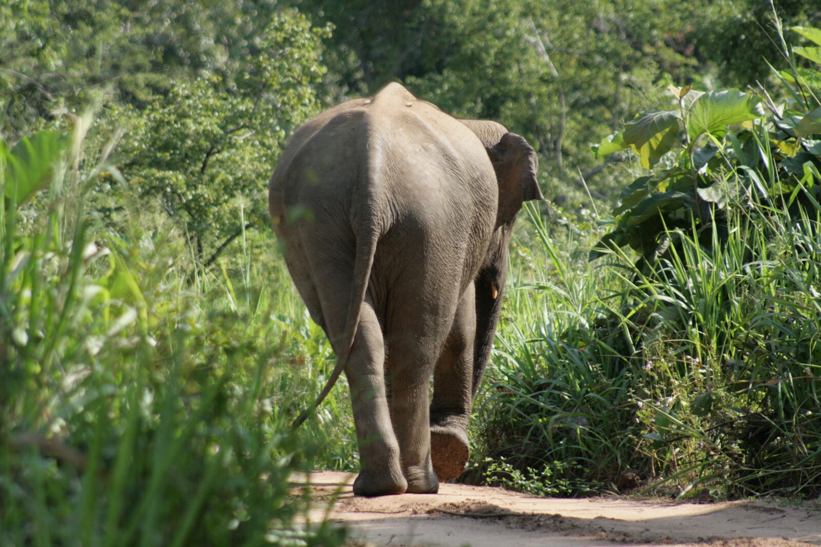 Canon EOS 400D (EOS Digital Rebel XTi / EOS Kiss Digital X) sample photo. Elephant, nature, forest photography