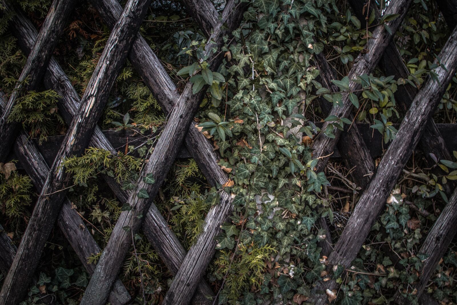 Canon EOS 600D (Rebel EOS T3i / EOS Kiss X5) sample photo. Autumn leaves, branch, color photography