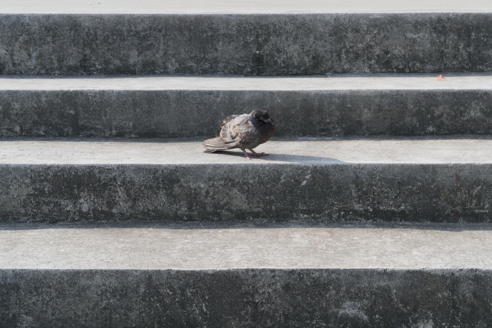 Sony a6500 + Sony E 35mm F1.8 OSS sample photo. Staircase, bird, stairway photography