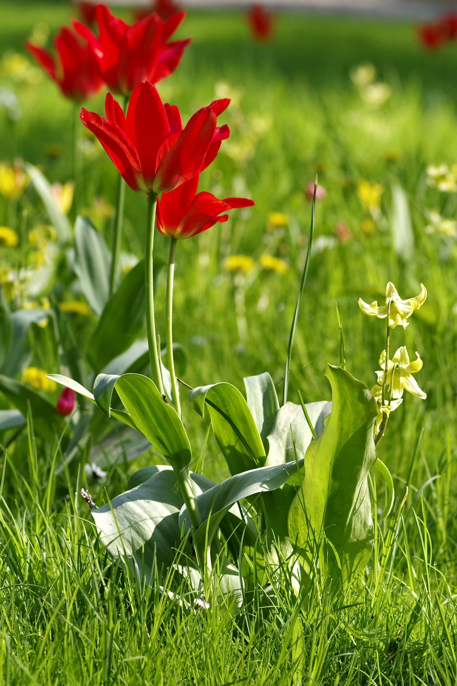 Pentax K-S2 sample photo. Tulips, red, meadow photography