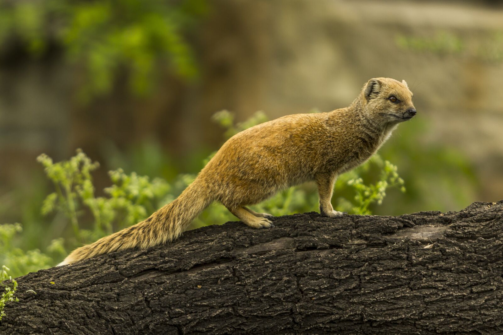Canon EF 70-200mm F2.8L USM sample photo. Yellow mongoose, red meerkat photography