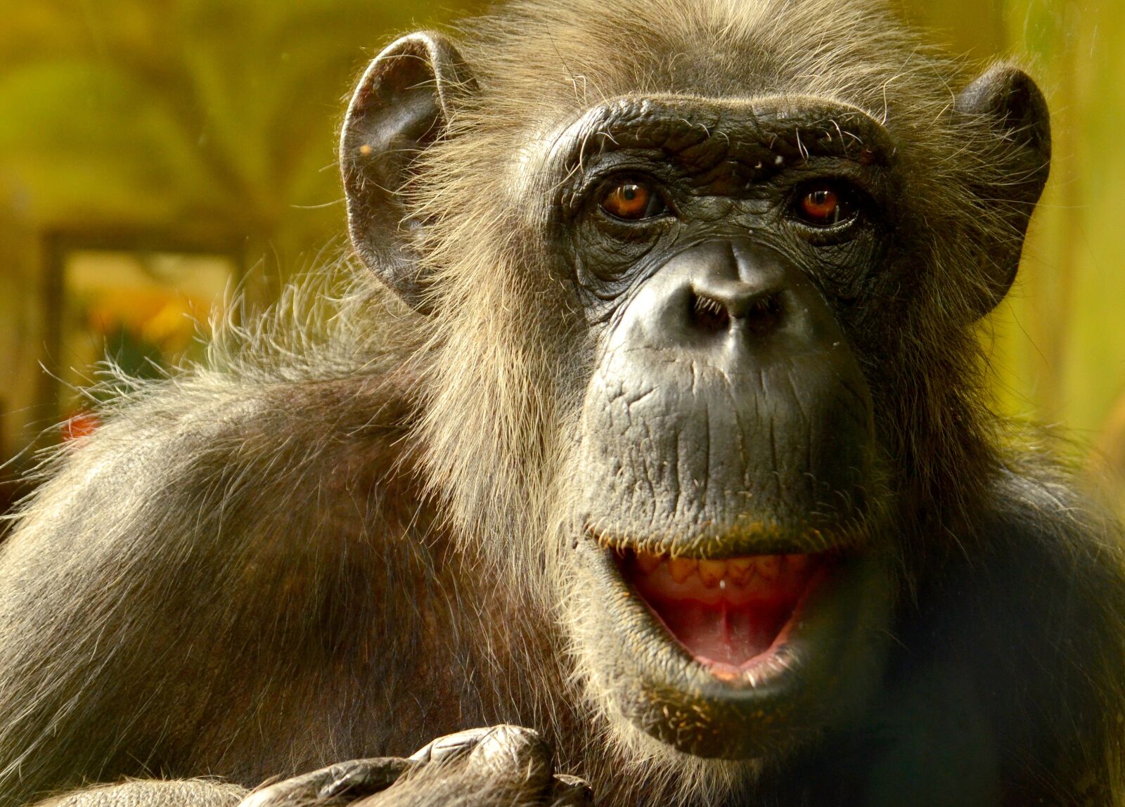 Nikon D5100 sample photo. Comic, chimpansee, closeup photography