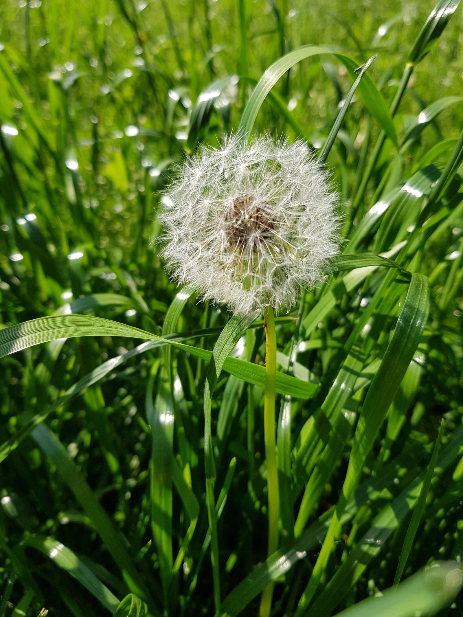 Samsung Galaxy S8 sample photo. Summer, flowers, grass photography