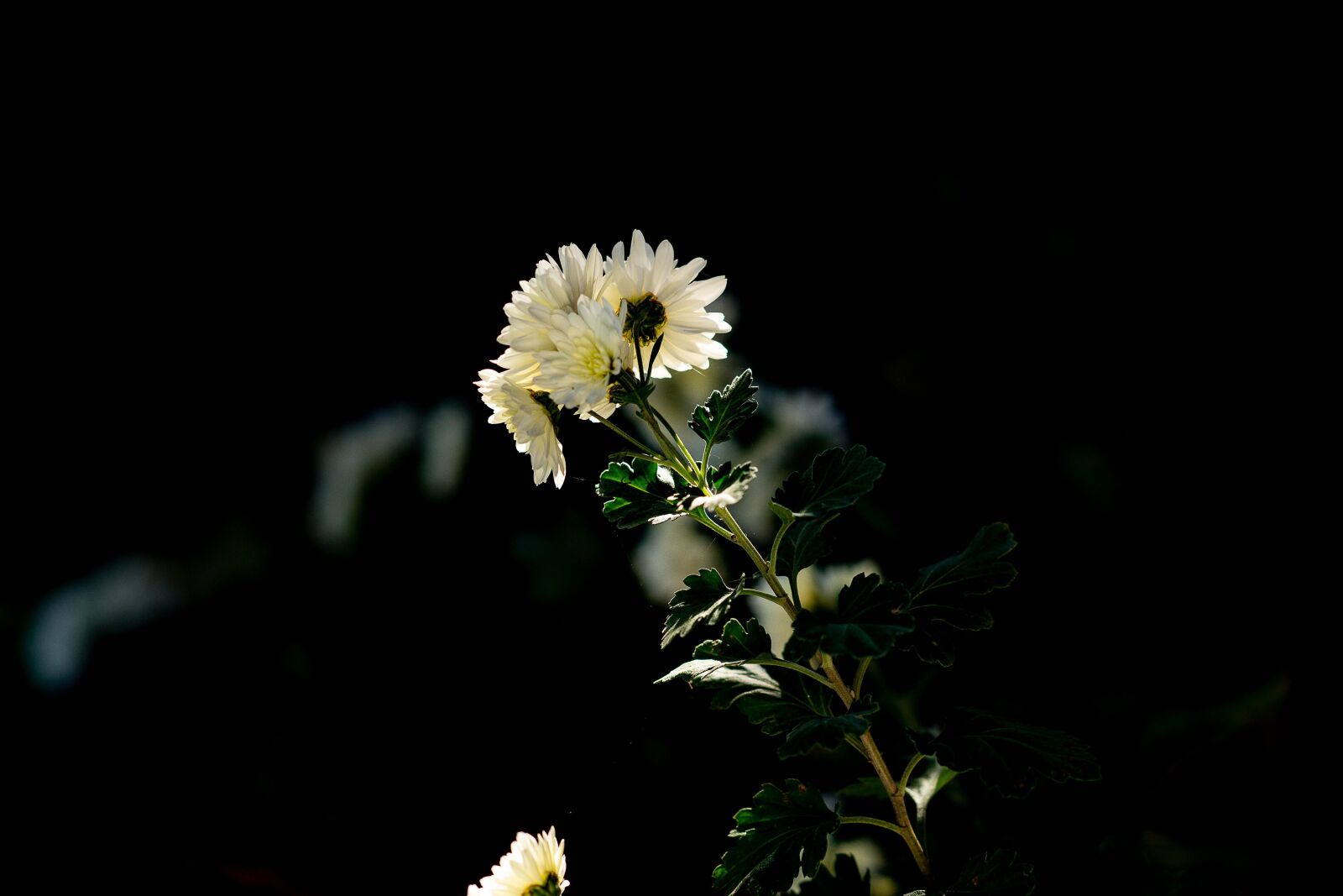 Sony Sonnar T* 135mm F1.8 ZA sample photo. White, flower, light photography