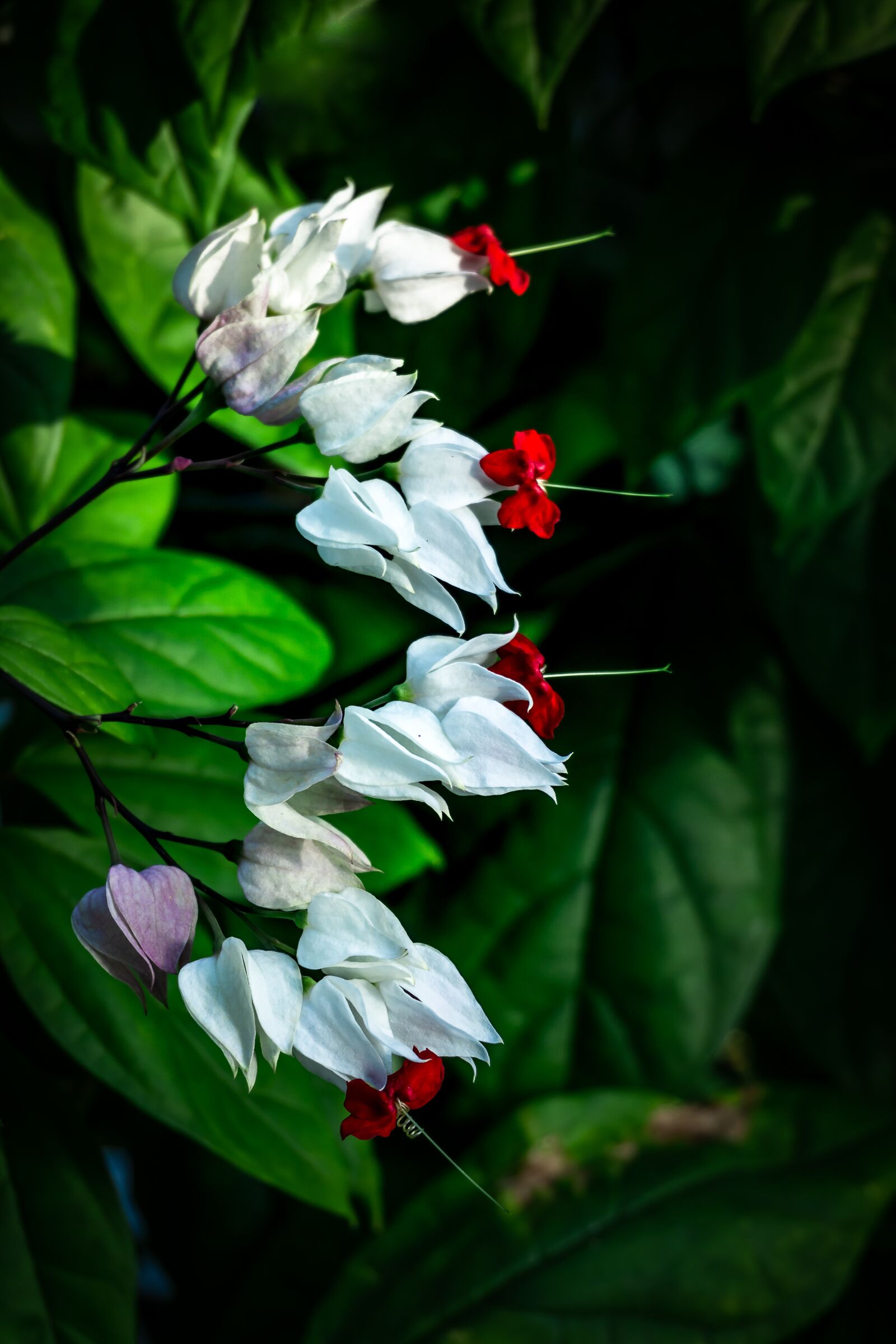Sony a6000 sample photo. White flowers, greenhouse, botanical photography