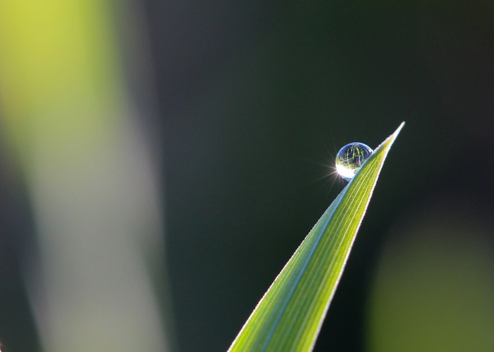 Canon EF 100mm F2.8L Macro IS USM sample photo. Dew drop, grass, green photography