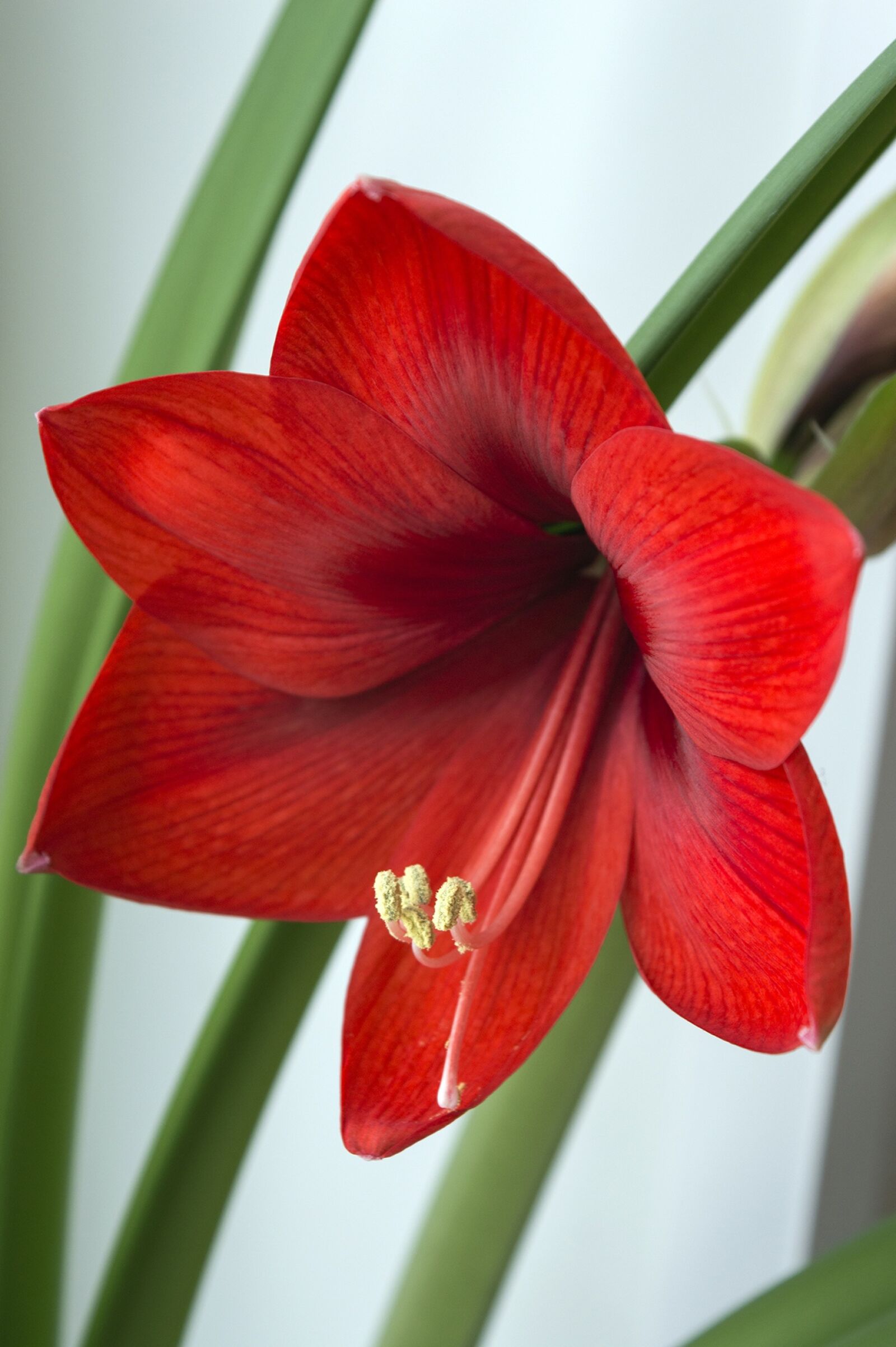 Nikon D3200 sample photo. Hippeastrum, amaryllis, house plant photography