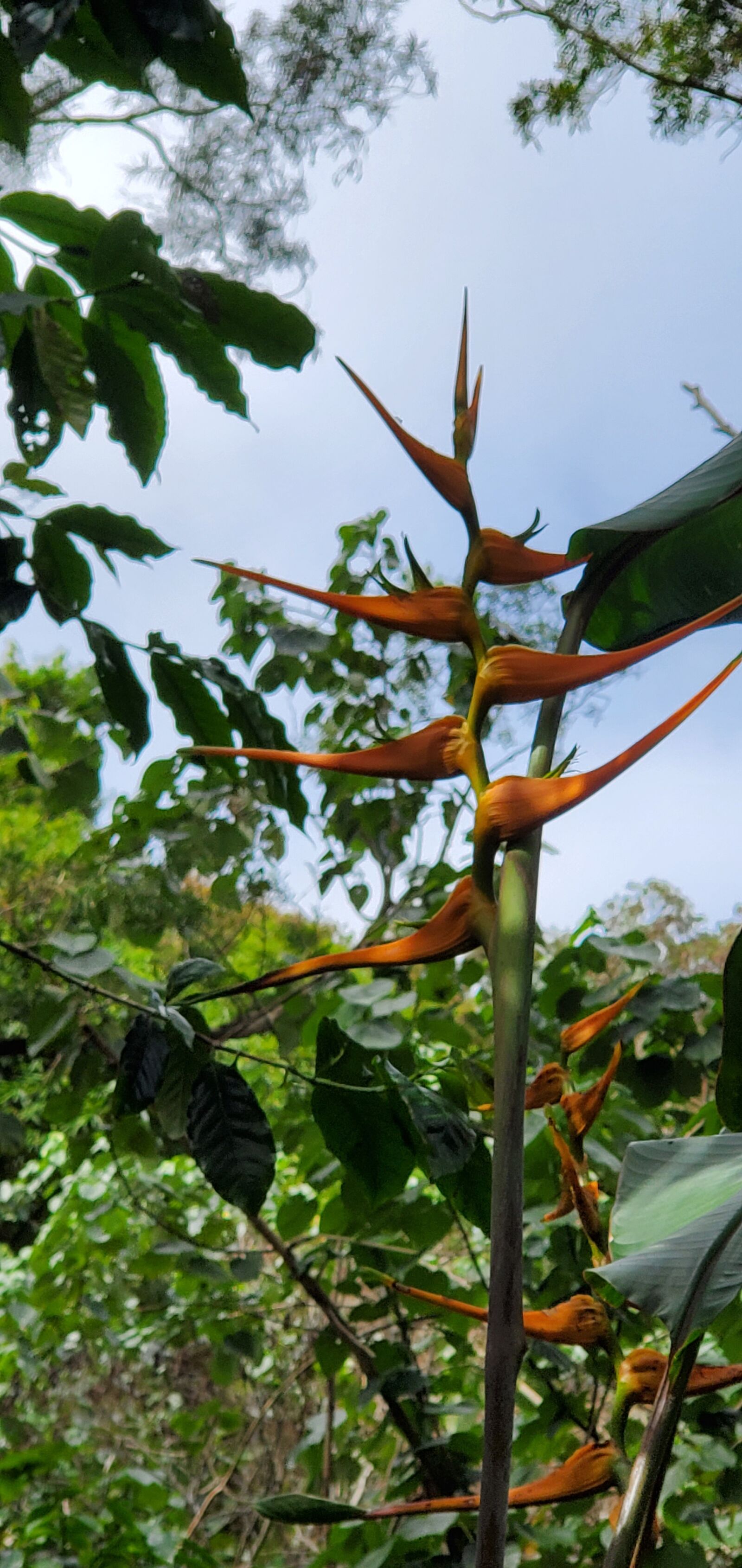 Samsung Galaxy S10 sample photo. Bird, of, paradise photography