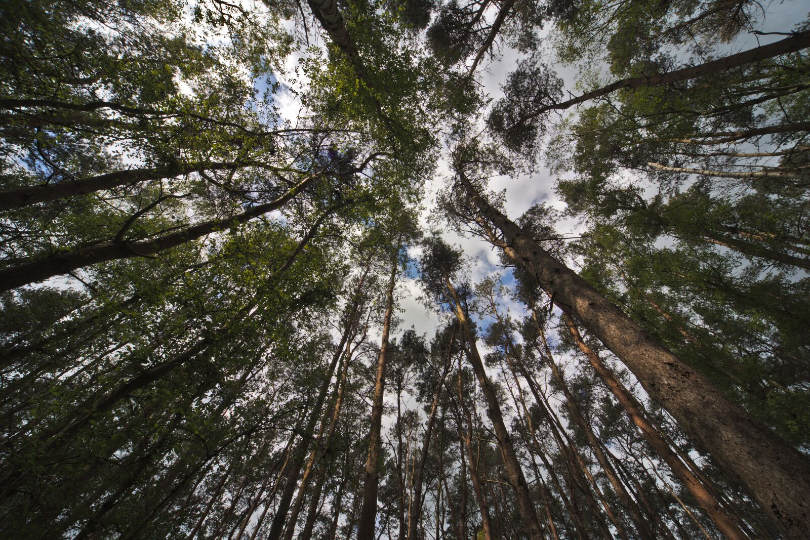 Canon EOS 6D Mark II sample photo. Trees, forest, woods photography