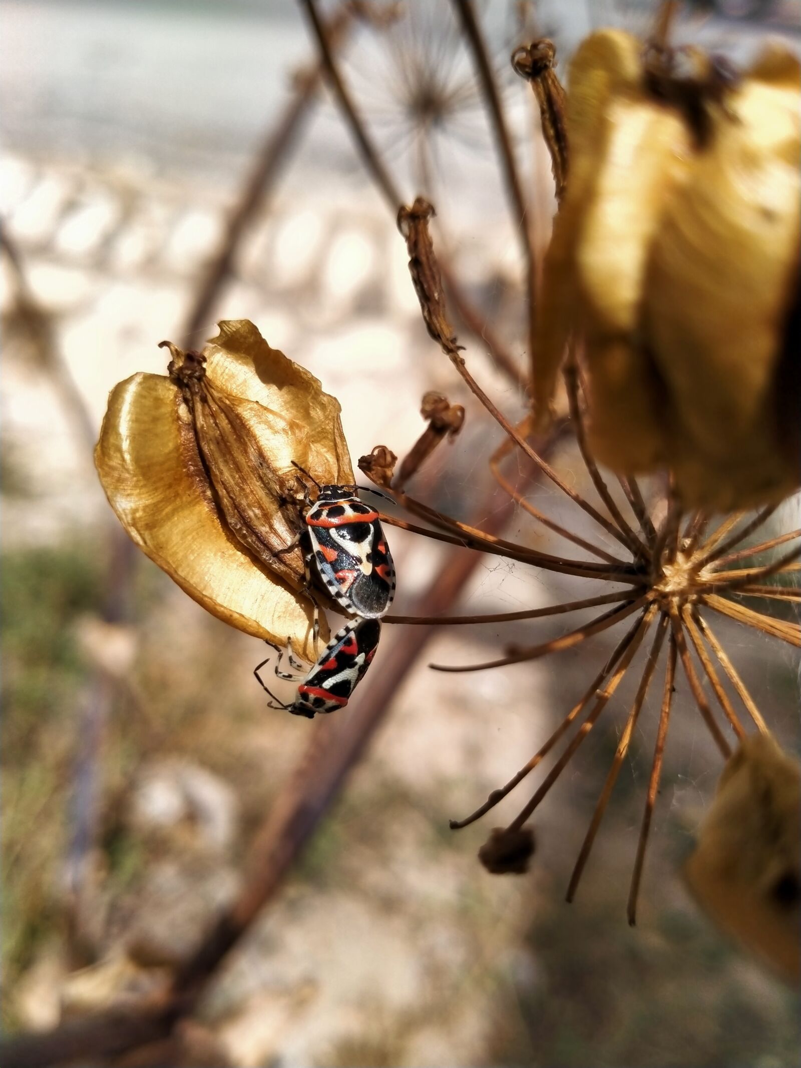 OPPO A5 2020 sample photo. Nature, love, photography photography
