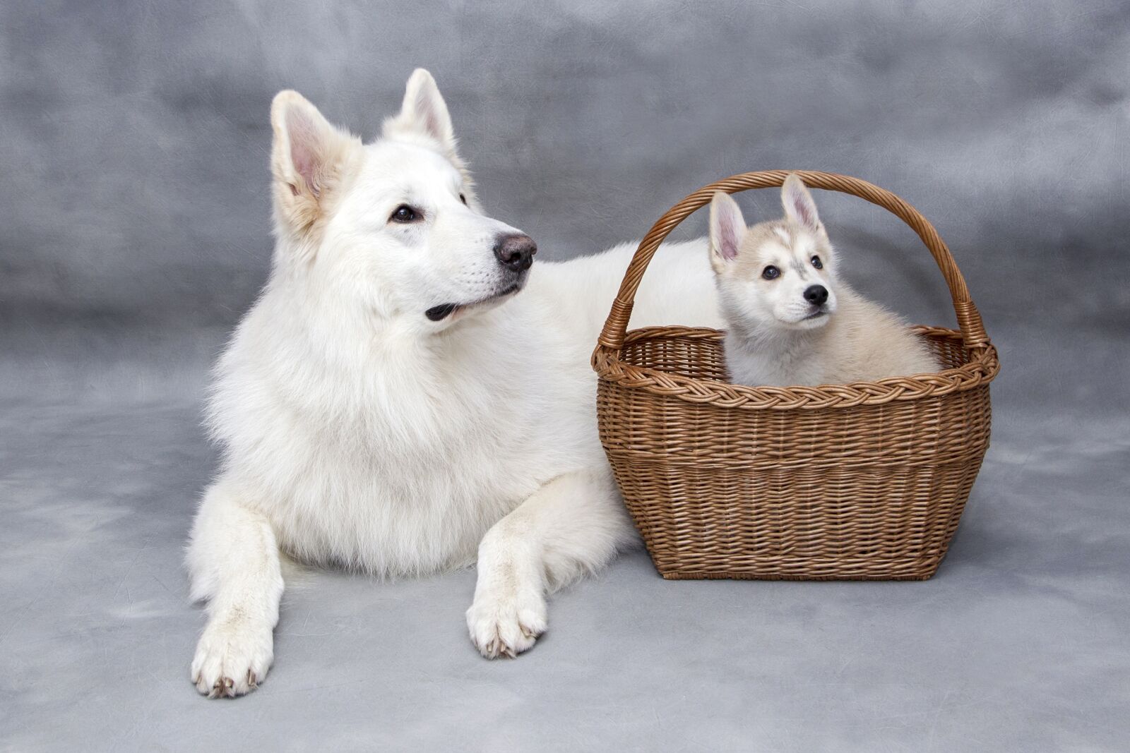 Canon EOS-1D Mark IV + Canon EF 24-105mm F4L IS USM sample photo. Cute, sweet, dog photography