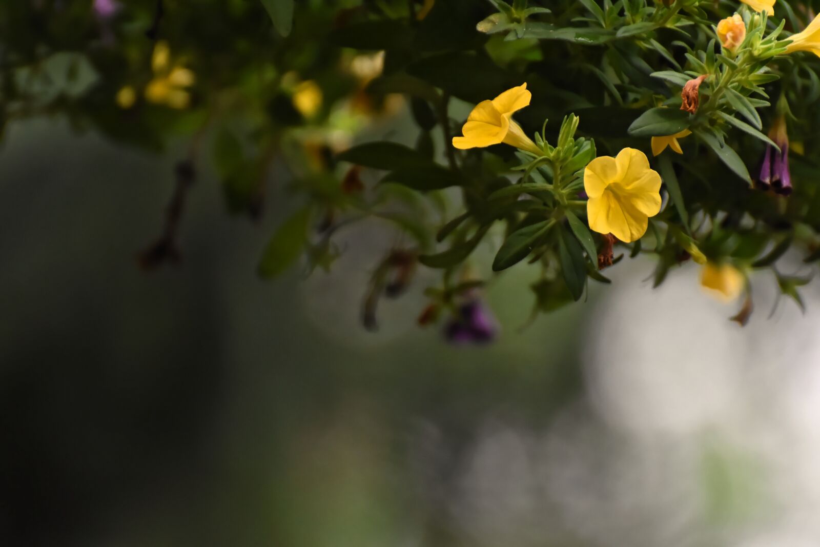 Nikon D7200 sample photo. Petunia, flowers, background photography