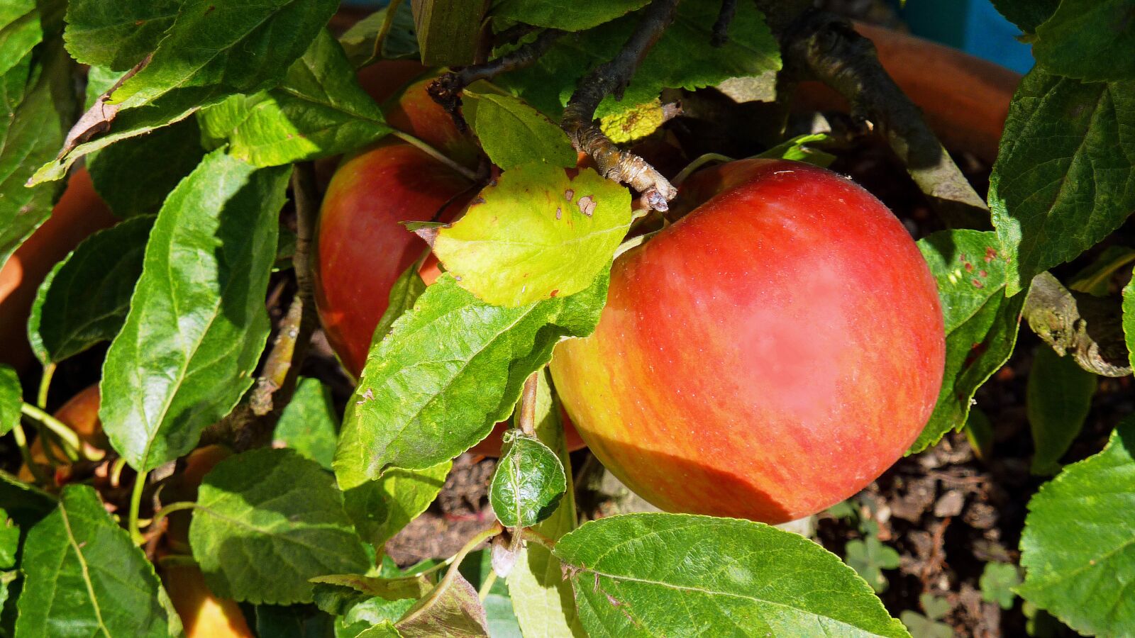 Panasonic DMC-TZ7 sample photo. Apple, autumn, harvest photography