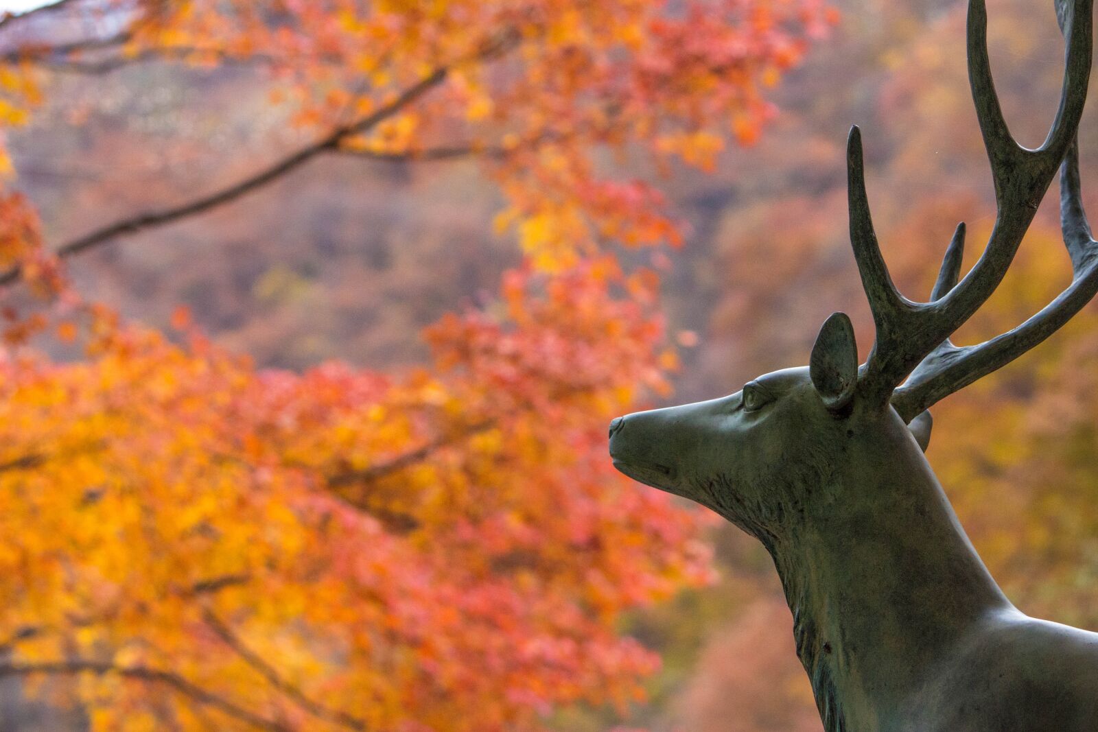 Canon EOS 100D (EOS Rebel SL1 / EOS Kiss X7) + Canon EF-S 55-250mm F4-5.6 IS II sample photo. Deer, autumnal leaves, maple photography