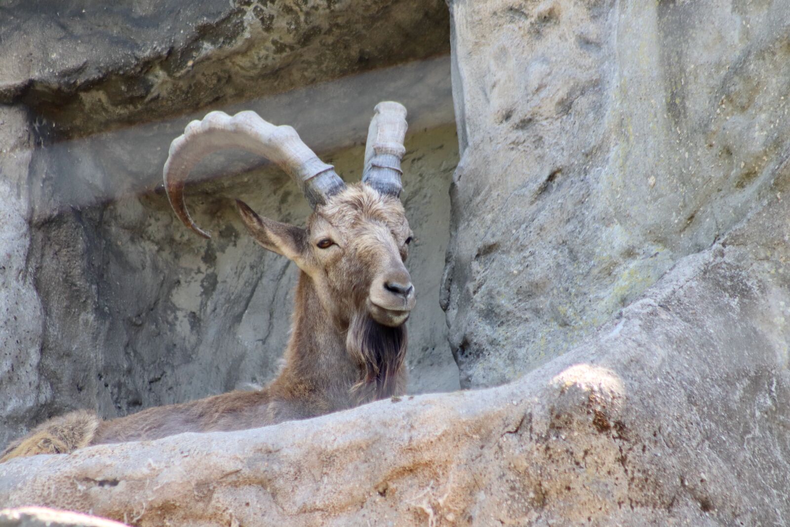 Canon EOS 800D (EOS Rebel T7i / EOS Kiss X9i) sample photo. Capricorn, alpine ibex, male photography