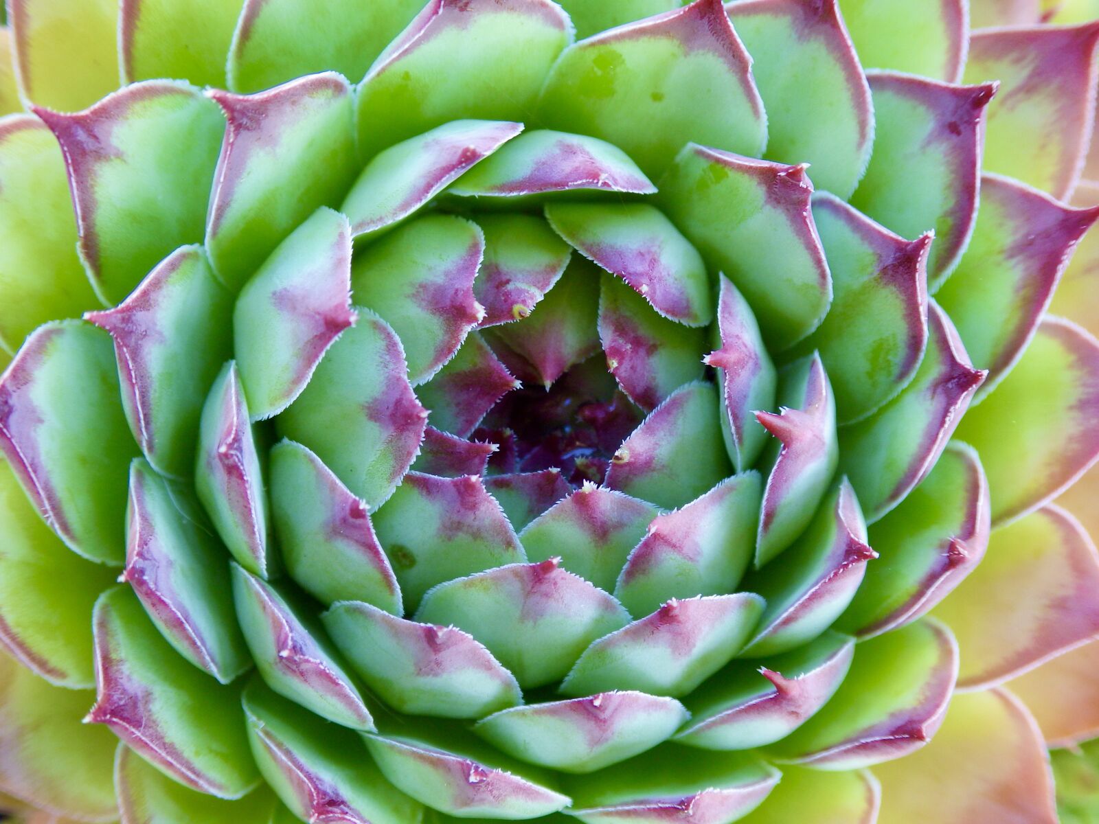 Ricoh WG-4 sample photo. Succulent, spiral, green photography