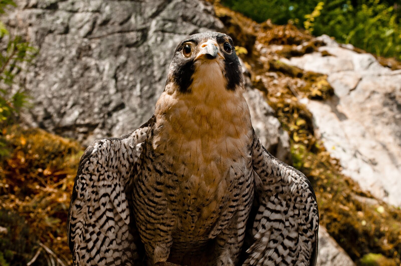 Nikon D90 sample photo. Falcon, raptor, bird photography