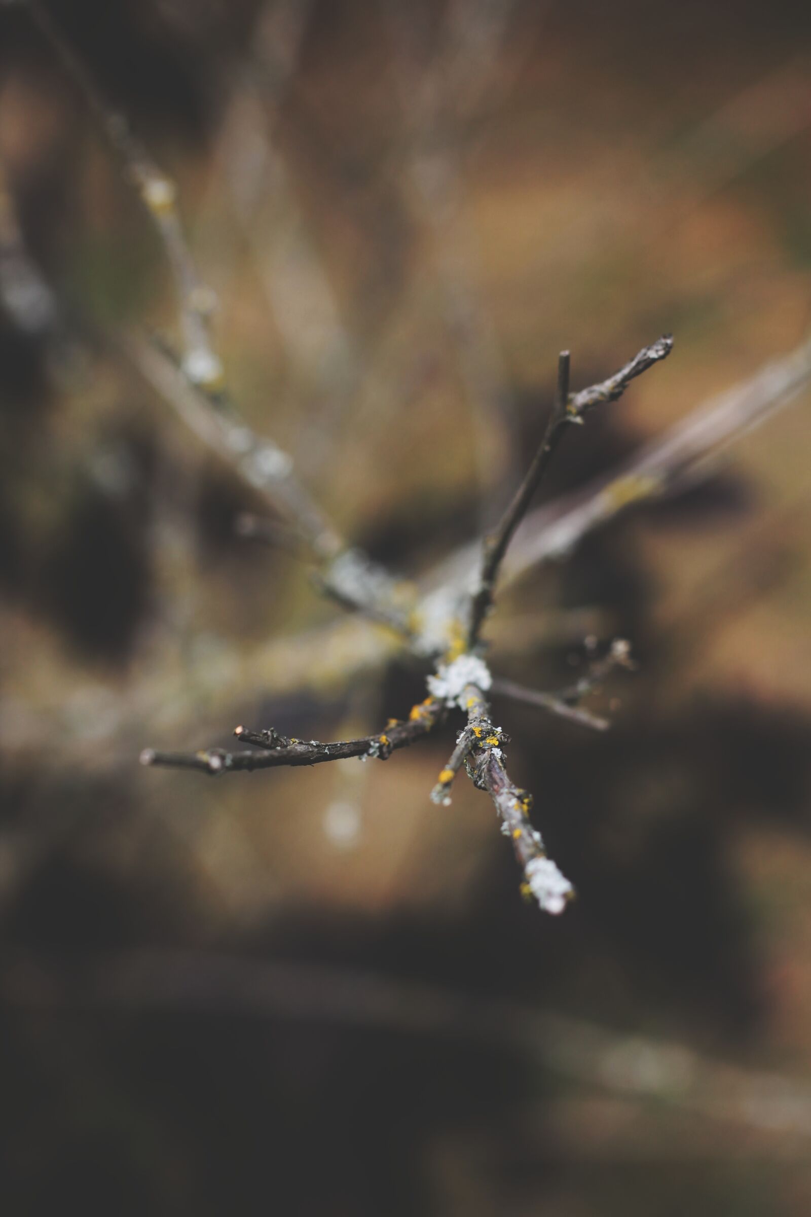 Canon EOS 1100D (EOS Rebel T3 / EOS Kiss X50) + Canon EF 50mm F1.8 STM sample photo. Macro, branch, minimalism photography