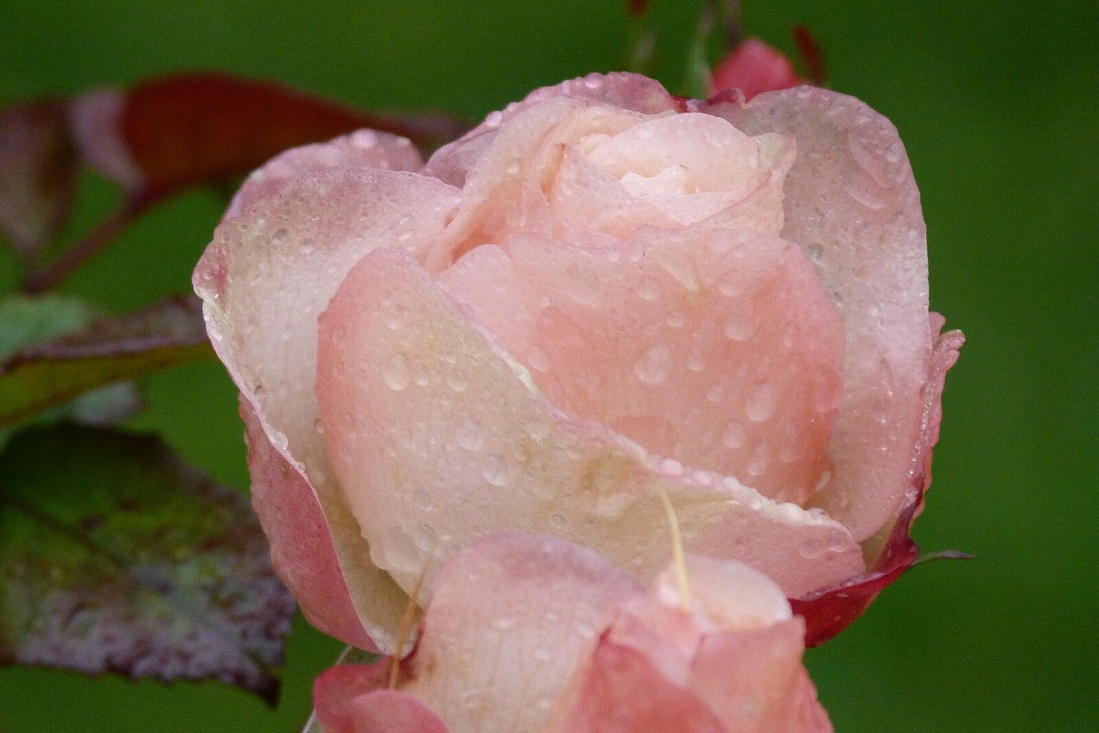 Panasonic Lumix DMC-FZ40 (Lumix DMC-FZ45) sample photo. Rose, nature, bloom photography