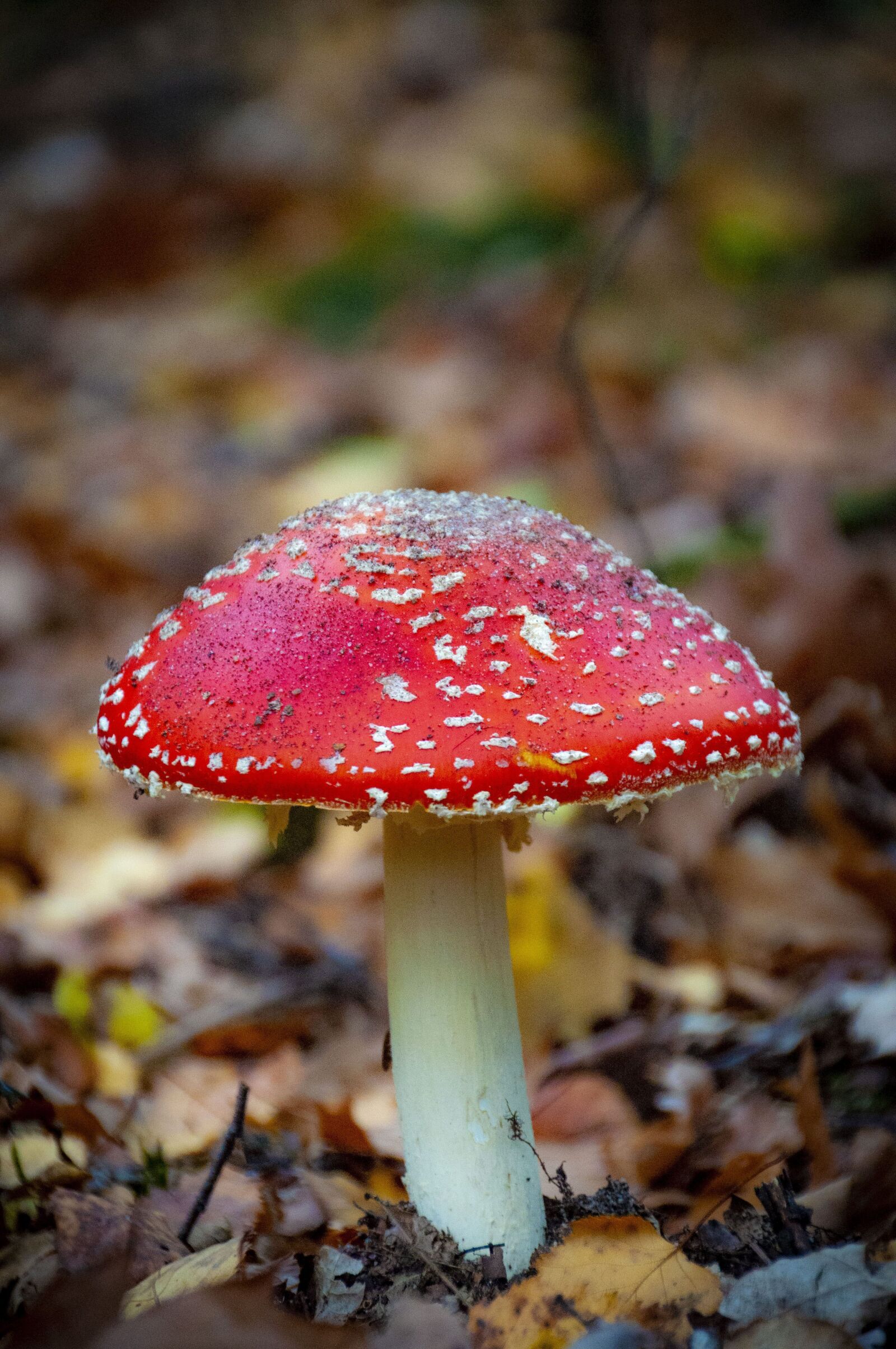 Nikon D5000 sample photo. Mushroom, red, forest photography