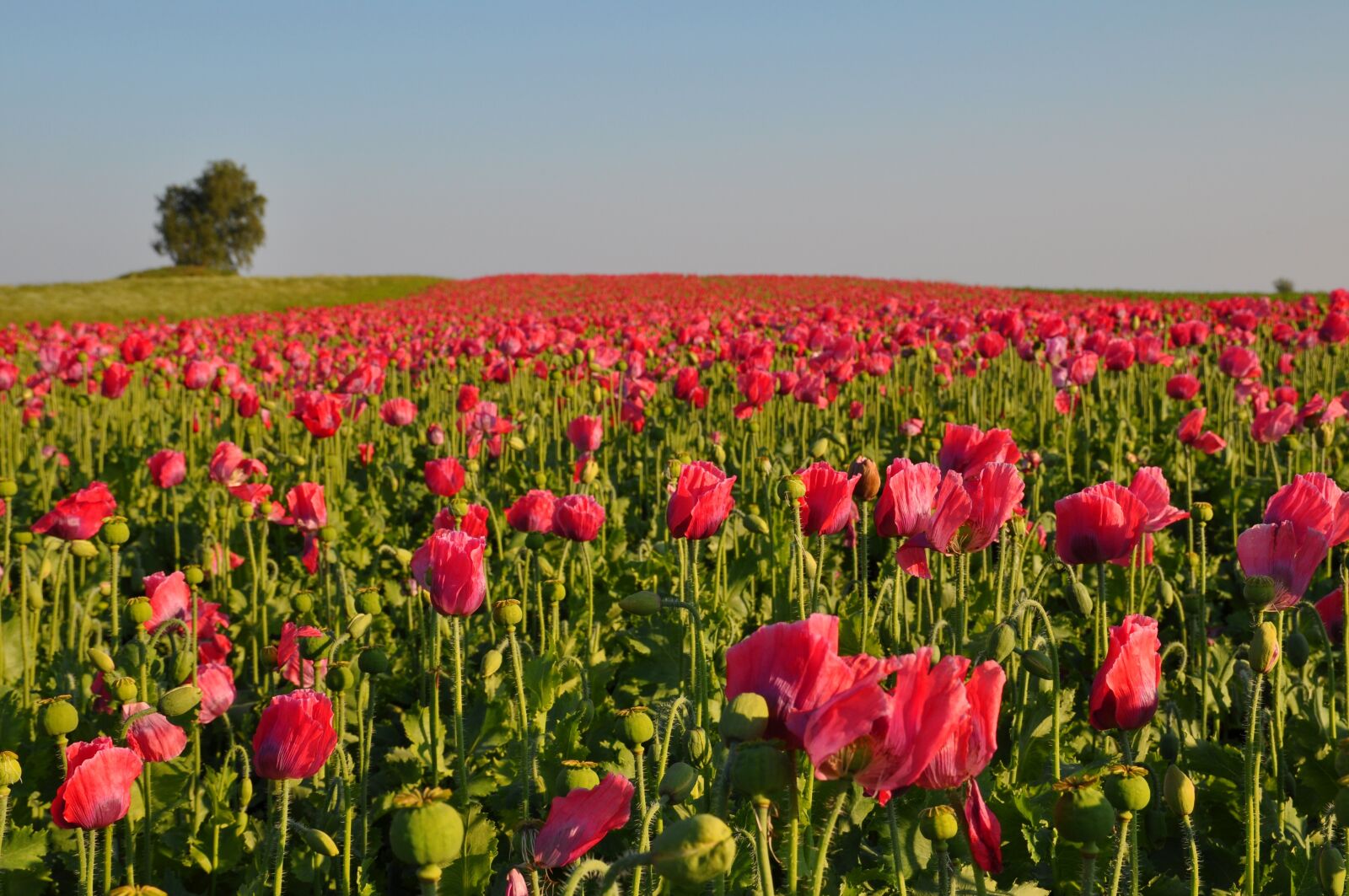 Nikon D90 sample photo. Poppy, thriving mohnfeld, nature photography