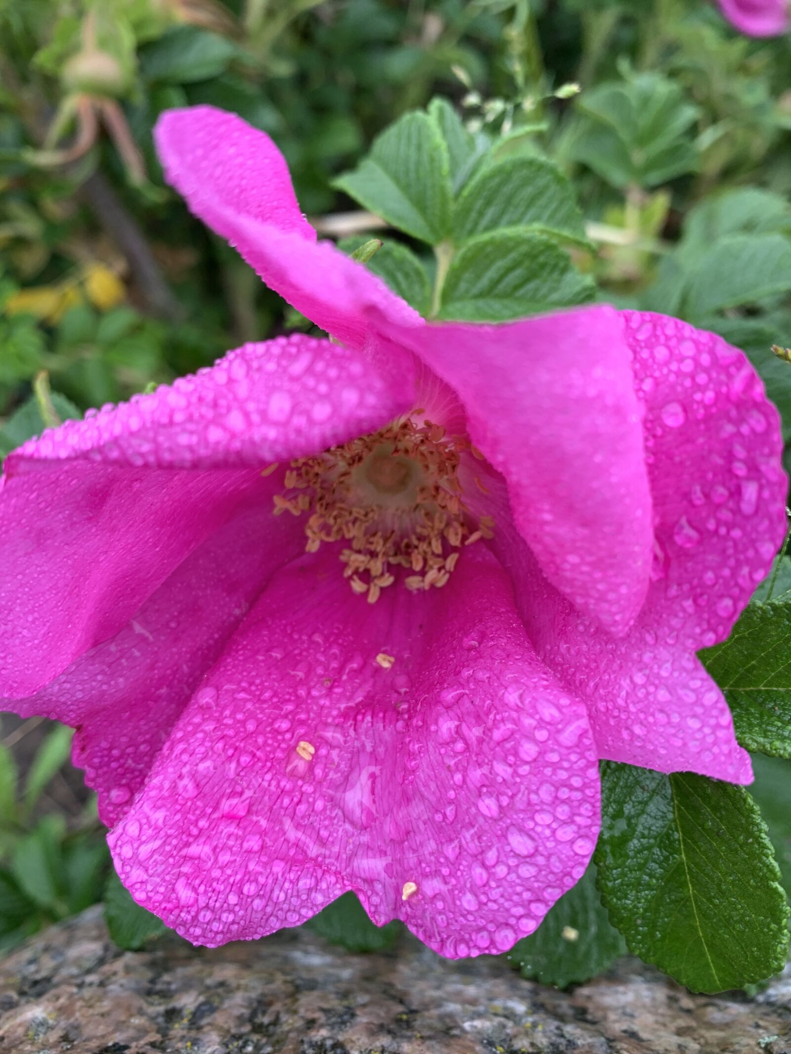 Apple iPhone XS Max sample photo. Flowers, plant, nature photography