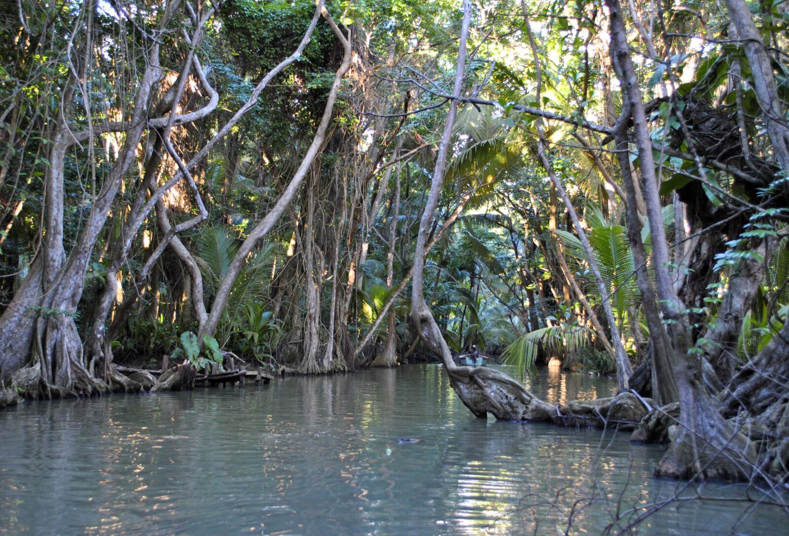 Nikon D3000 sample photo. Dominica, rainforest, jungle photography