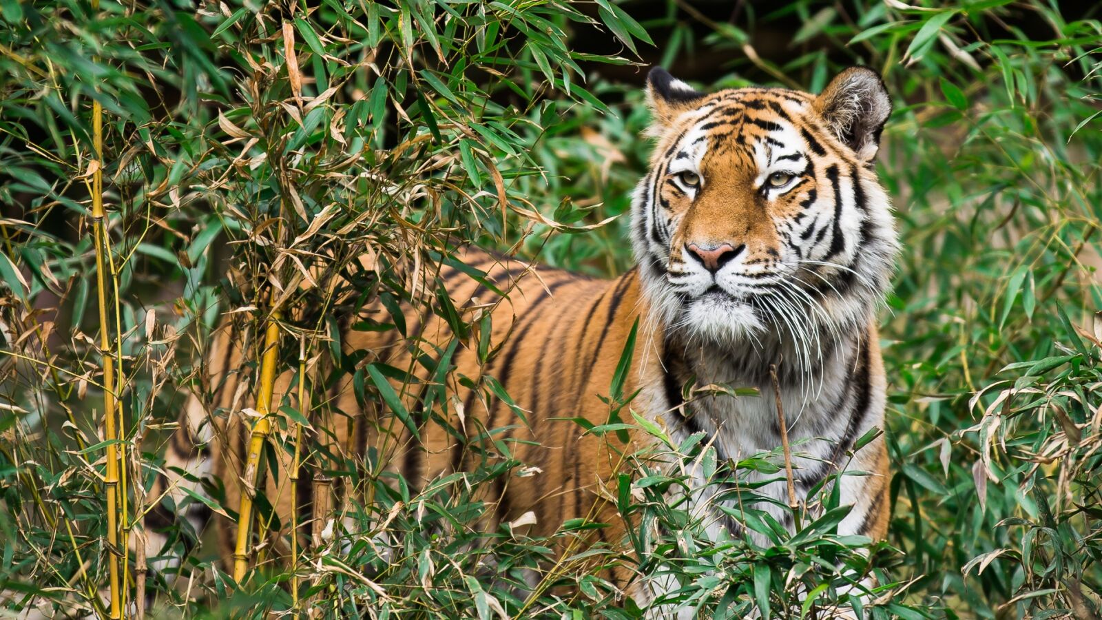 Canon EOS 5D Mark III sample photo. Animal world, nature, jungle photography