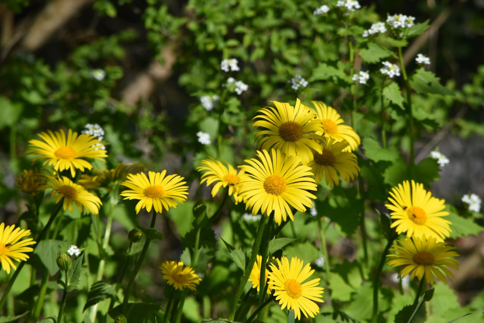 Nikon D5500 sample photo. Spring, summer, freedom photography